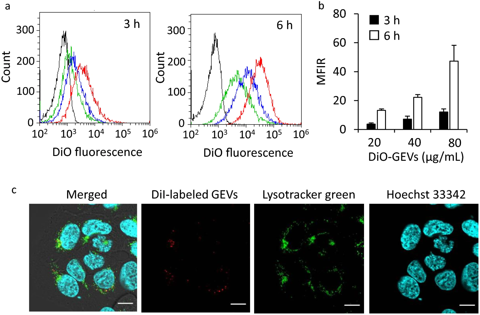 Uptake and localization of grapefruit-derived extracellular vesicles in HaCaT cells shown by flow cytometry and confocal microscopy.